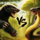 Fierce Battle: Honey Badger Vs King Cobra | Animal Fights | Fabulous Earth