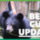 Four rescued bear cubs find happiness at Animals Asia’s sanctuary