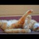 Funny animals video compilation 2024😂😻 Funny and cute cats and dogs 😽