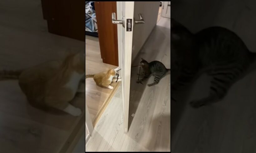 Funny cat and dogs 😂😂 episode 398 #shorts #cat #funny #dog #animals