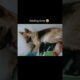 GSD Cute puppies | funny video | feeding time 😍 #shorts #shortsfeed #viral #trending #cute #funny