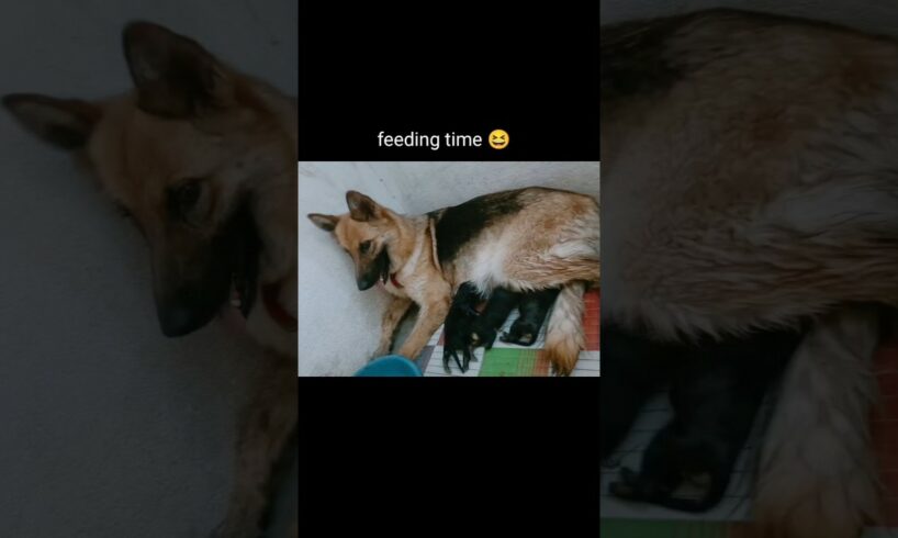 GSD Cute puppies | funny video | feeding time 😍 #shorts #shortsfeed #viral #trending #cute #funny