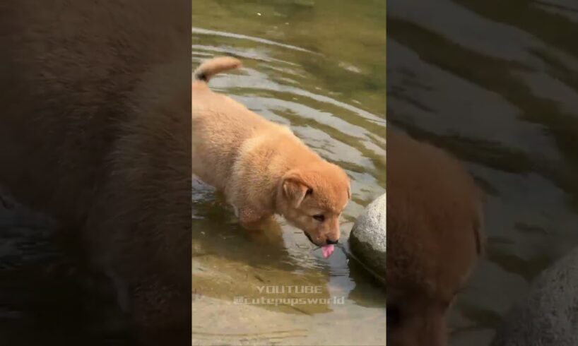 Good friends playing together in the water #short #dog #puppy  #cute #animals #pets #cutedog