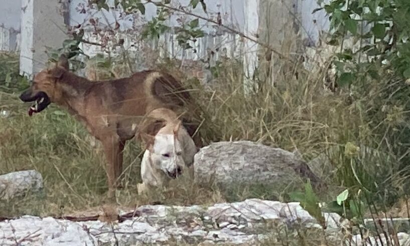 Group couples dog play outside home with neighbors dog #dog #cute #puppies #funny