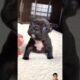 Guta is the cutest puppy🥹 #frenchbulldog #shorts #reelsviral #reels #viralvideo #reelsvideo #virals