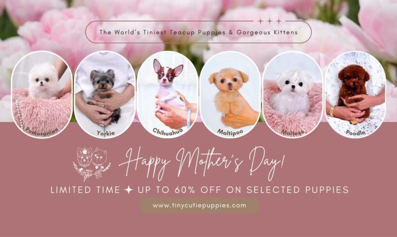 Happy Mother's Day from the cutest puppies 🐶💝 #teacuppuppies #tinydogs #cutestdogs