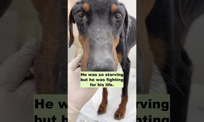 He was so starving and his bones were exposed