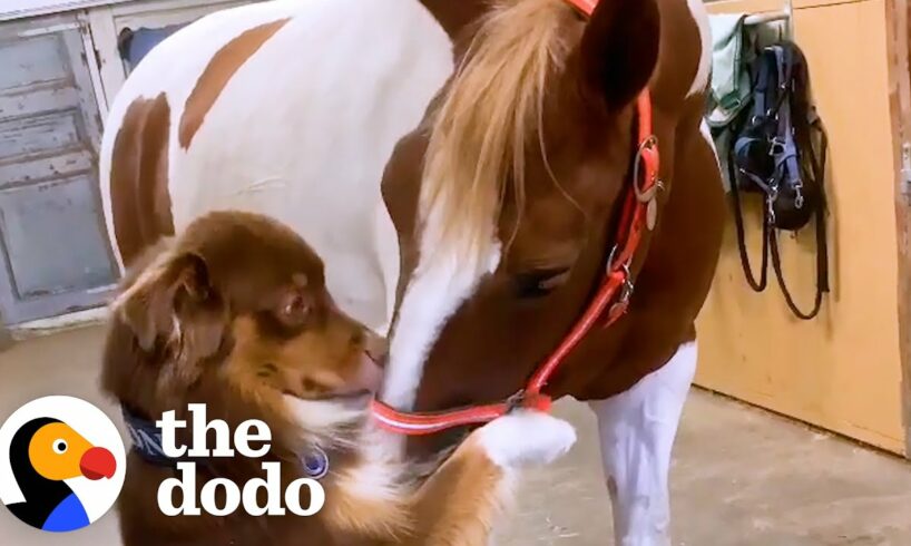 Horse Runs To Greet Her Favorite Dog Every Morning | The Dodo Odd Couples