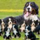 How Bernese Mountain Dog Giving Birth To Cute Puppies