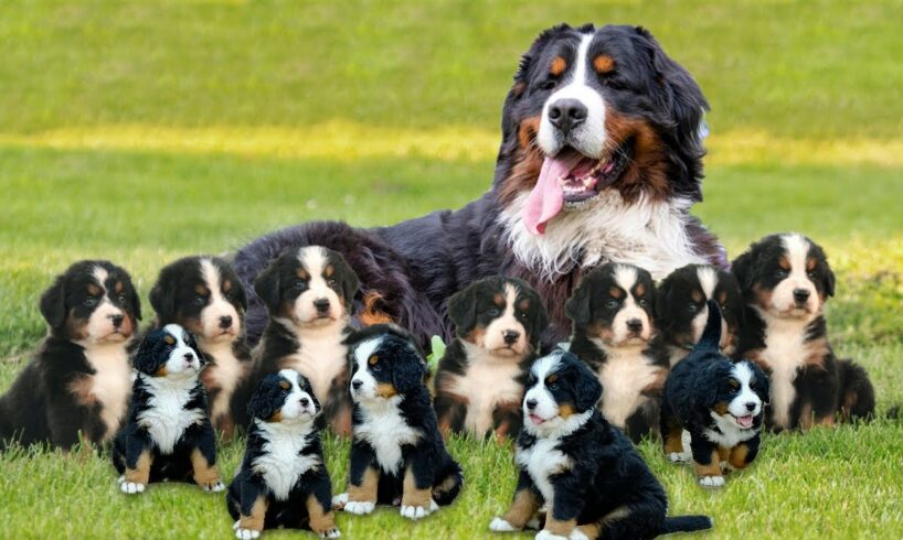 How Bernese Mountain Dog Giving Birth To Cute Puppies