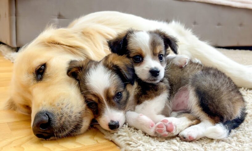 How Golden Retriever and Cute Puppies Prepare for Sweet Sleep