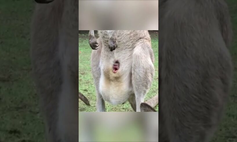 How does the kangaroo baby get into the bag #shorts #animals #nature #wildlife