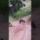 Hyena Makes Big Loop Around Leopard