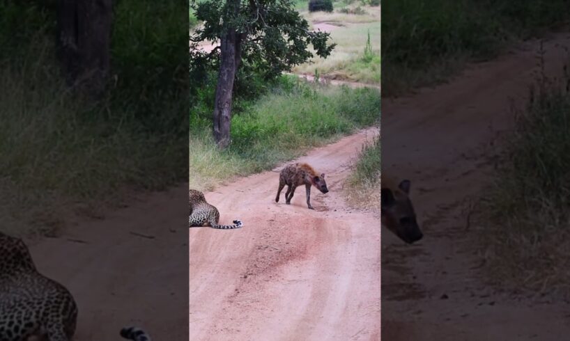 Hyena Makes Big Loop Around Leopard