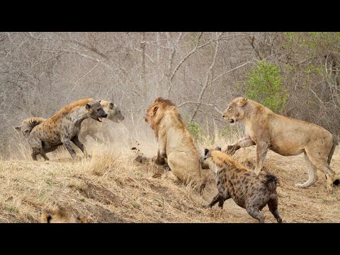 Hyena Vs Lion | Lion King | Discovery Channel In Hindi | Animal Fighting Video | Hyena Attack | Wild