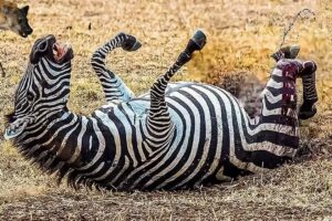 Hyenas Capture a Helpless Zebra Craziest Wild Animal Fights