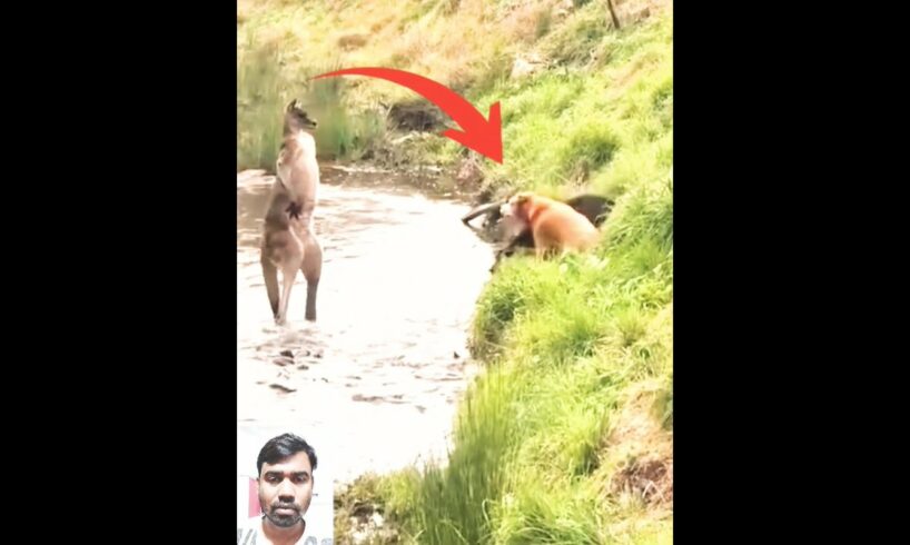 Kangaroo and dog fight 🤣🥱🤯আসুন দেখে নেয়া যাক ক্যাঙ্গারু ও কুকুরের মধ্যে কে যেতে #shortvideo #viral