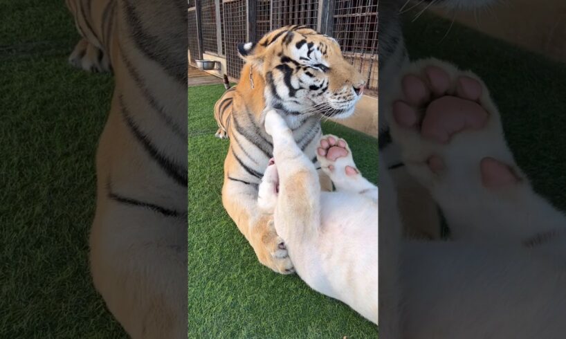 Kenzo And Snowy Love 😳❤😍 #tigercat #animals #tiger #babytigers #zoo #tigerfamily #kenzo