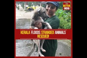 Kerala Floods: Stranded Animals Rescued!