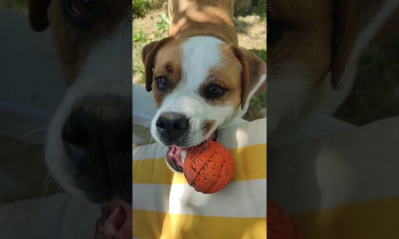 Kira playing with ball #dog #mydog #funny #dogs #bulldogmix #pets #pet #cute #animals #animal