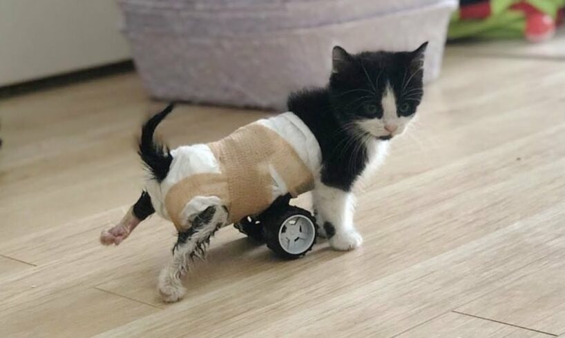 Kitten Who Can't Use His Back Legs, Gets New Set of Wheels and Can't Stop Running