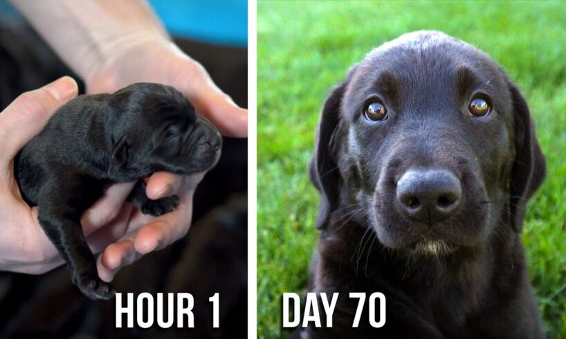 Lab Puppies Growing from 1 Hour to 70 Days - A Documentary