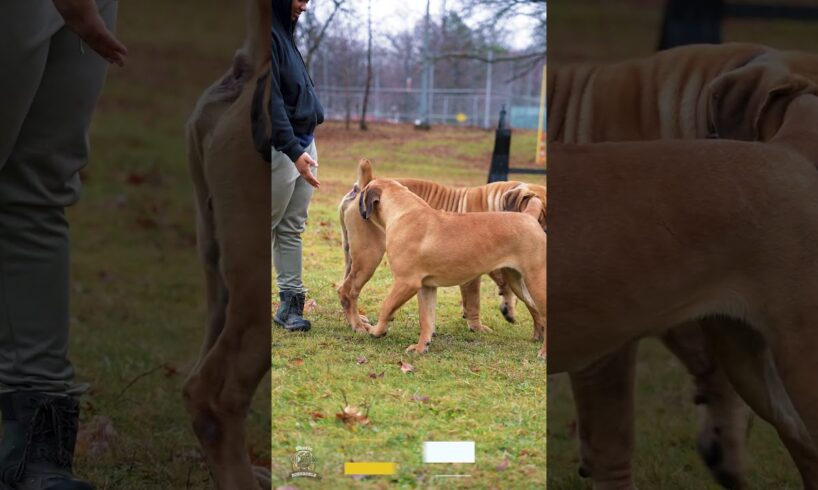 Letting your Boerboels explore, socialize, and roam free is awesome for their growth #boerboels