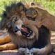 Lion Cubs Meet Dad for the First Time