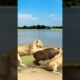 Lion Fight Buffalo Baby | Lion Attack Buffalo New Born Baby