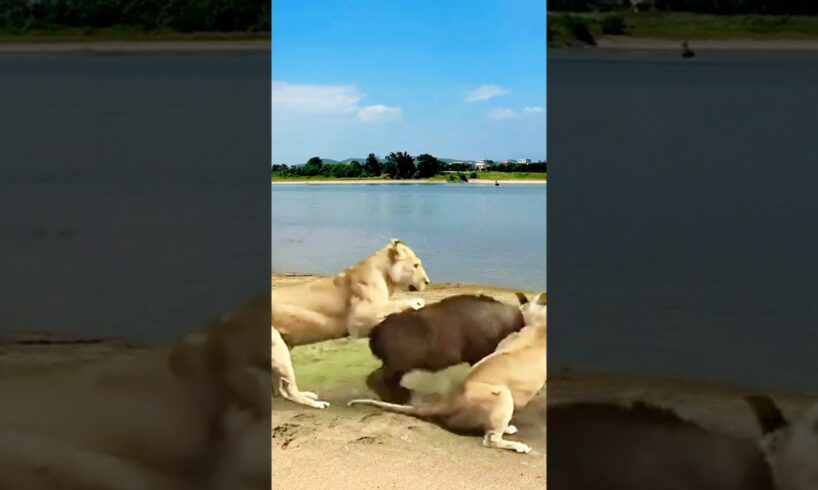 Lion Fight Buffalo Baby | Lion Attack Buffalo New Born Baby