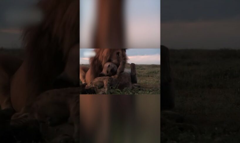 Lion Fights Hyena To Deah #shorts