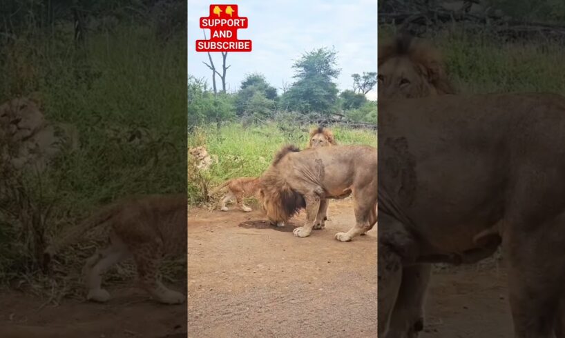 Lion playing with baby lion || cute lion cube @CooX7 @IRSHITAJB #animals #wildlife #subscribe