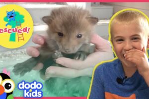 Little Baby Foxes Saved From Under Deck | Dodo Kids: Rescued!