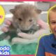 Little Baby Foxes Saved From Under Deck | Dodo Kids: Rescued!