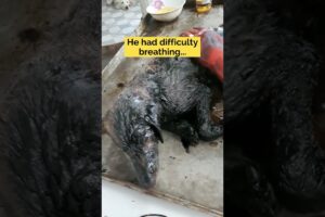 Little dog covered in solid tar for days gets back to life