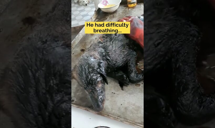 Little dog covered in solid tar for days gets back to life