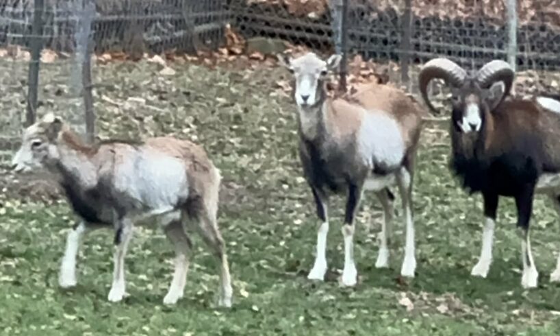 MOUFLON SHEEP | Parents playing with their lamb |#mouflon #sheep #lamb #animals #sheeps #wildanimals