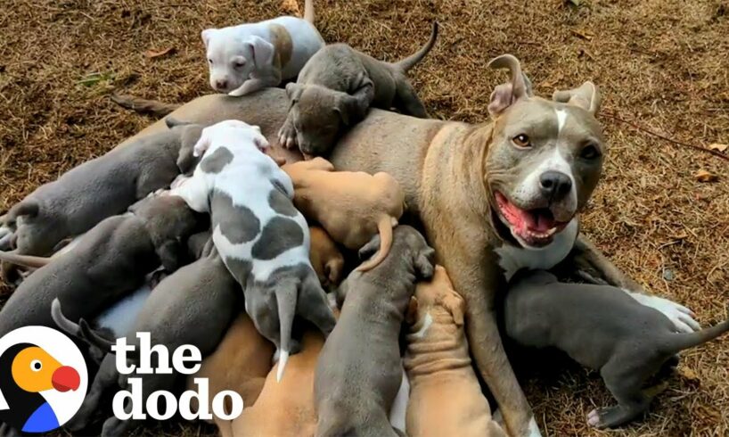 Mama Pitties Are The Best Moms | The Dodo