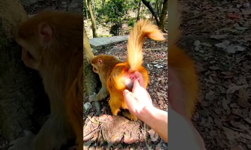 Man playing with monkey 🐵 #shorts #youtubeshorts #animallover #animals