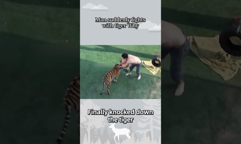 Man suddenly fights with tigerWhy?