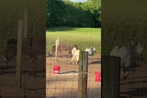 Mari Jane trying to get them all to play. #shorts #animals #onehappyassfarm #donkey #cute #farmlife