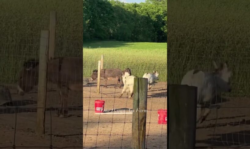 Mari Jane trying to get them all to play. #shorts #animals #onehappyassfarm #donkey #cute #farmlife