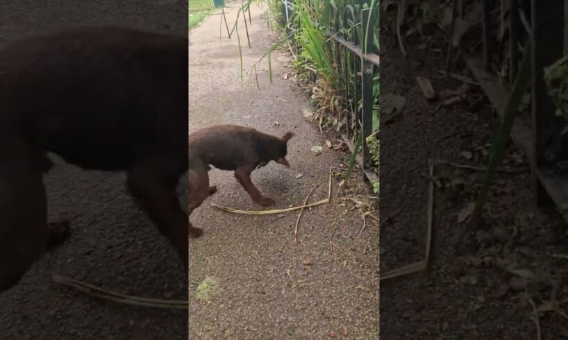 Massive rat puts up a decent fight!!!