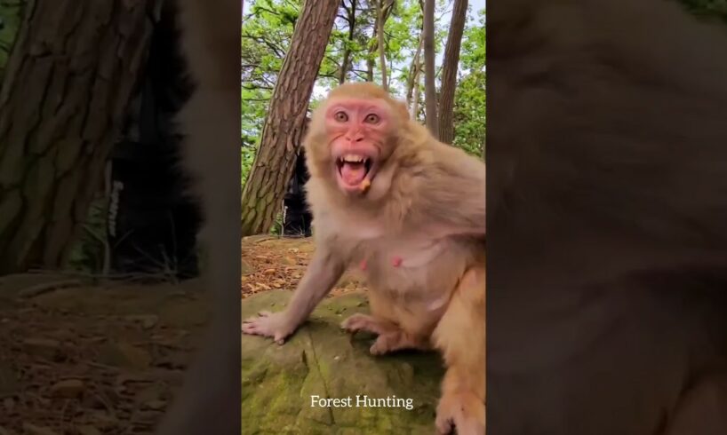 Monkey funny moments 😂 part 06 #shorts #ytshorts #animals #monkey