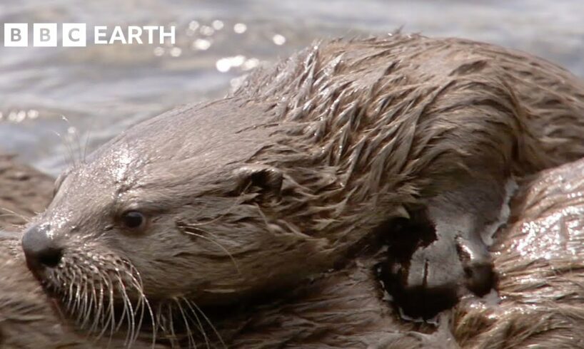 Mother Otter Gives Pups First Hunting Lesson | Yellowstone | BBC Earth