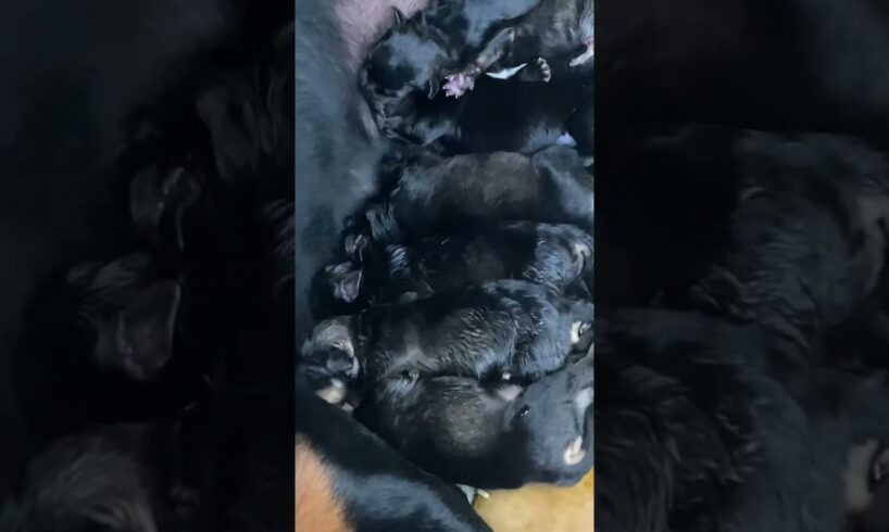 Mother Rotweiller give birth to cute puppies 🐶❤️ #rottweiler #dog #puppies #puppy