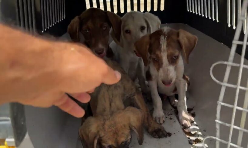 Mother and her 4 puppies are safe in the shelter ❤️ - Takis Shelter