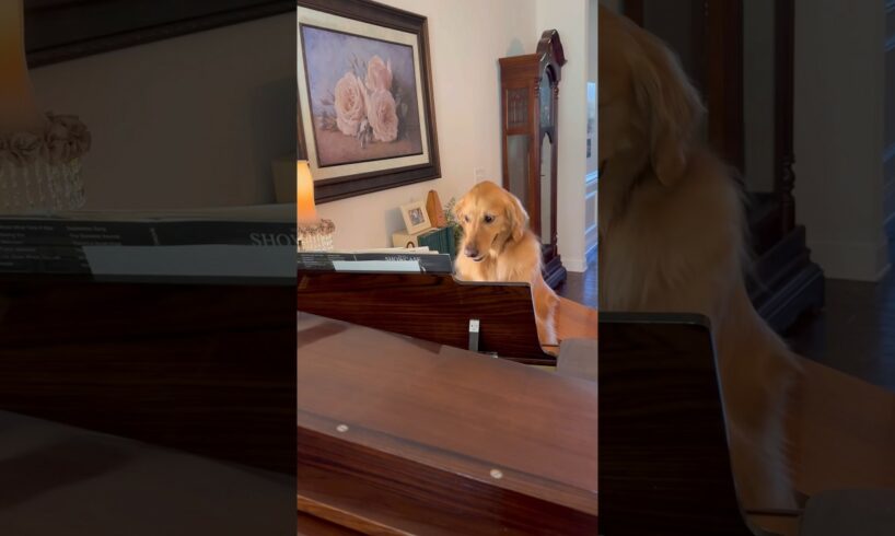 My dog learned how to play the piano!