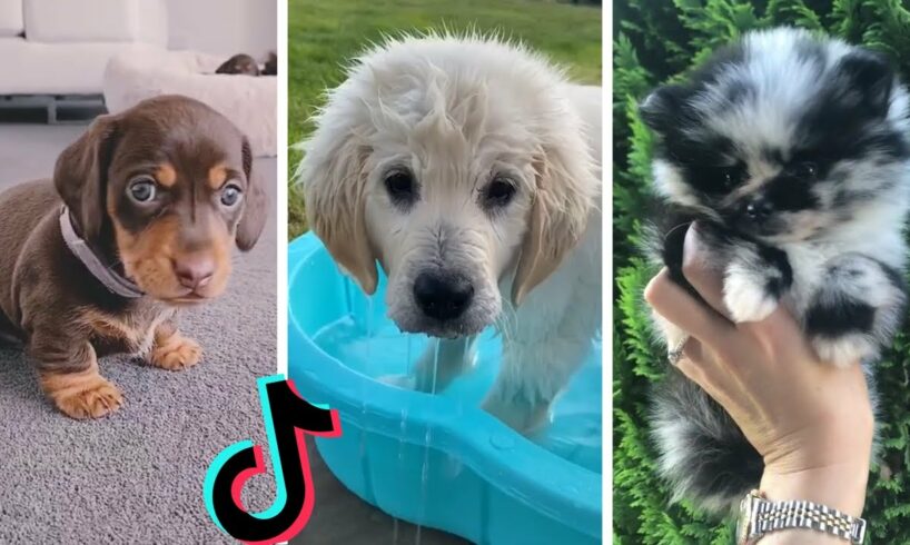 Nothing Cuter Than Cute Little Puppies ~ Funny Dogs of TIKTOK Compilation ~ The Dog Squad