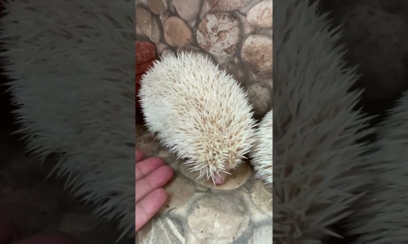 Oh my gosh you want play #mommybaby #hedgehoglover #animals #hedgehog #cute